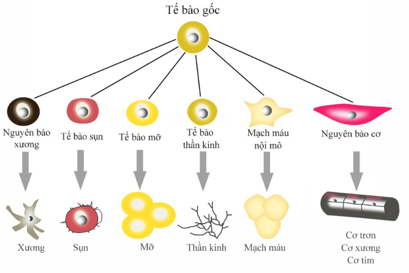 Phương pháp điều trị ung thư bằng tế bào gốc