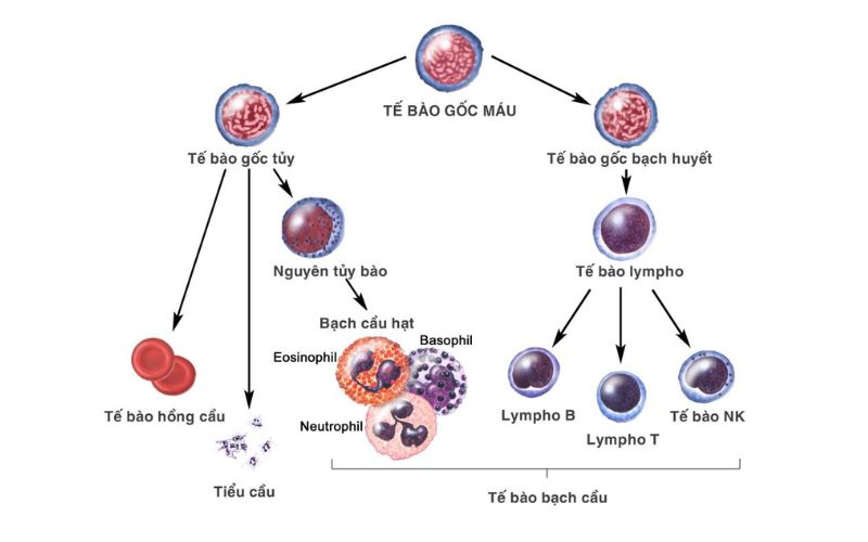 Cơ chế hoạt động của tế bào diệt tự nhiên NK