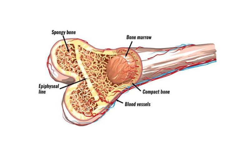 Tế bào gốc trung mô lấy từ mô tủy xương có khả năng biệt hoá mạnh mẽ