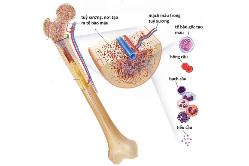 Tủy xương